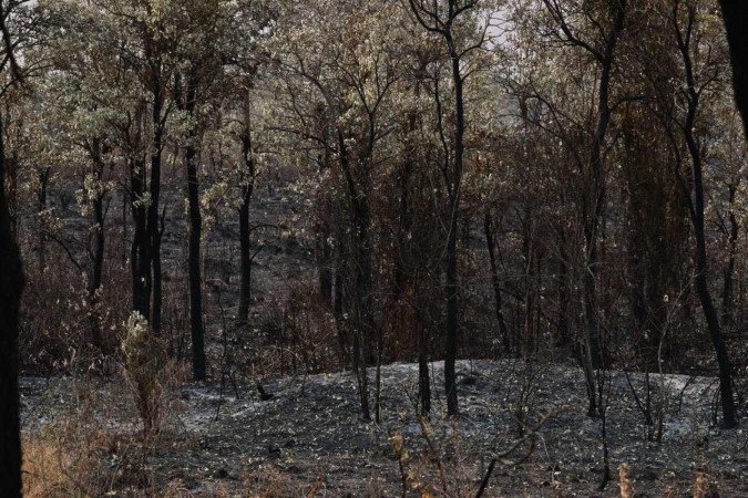 O último boletim do Ministério do Meio Ambiente e Mudança do Clima, divulgado em 20 de agosto, informou que 959 profissionais estão atuando no combate aos incêndios, com o apoio de 18 aeronaves.  -  (crédito: PABLO PORCIUNCULA / AFP)