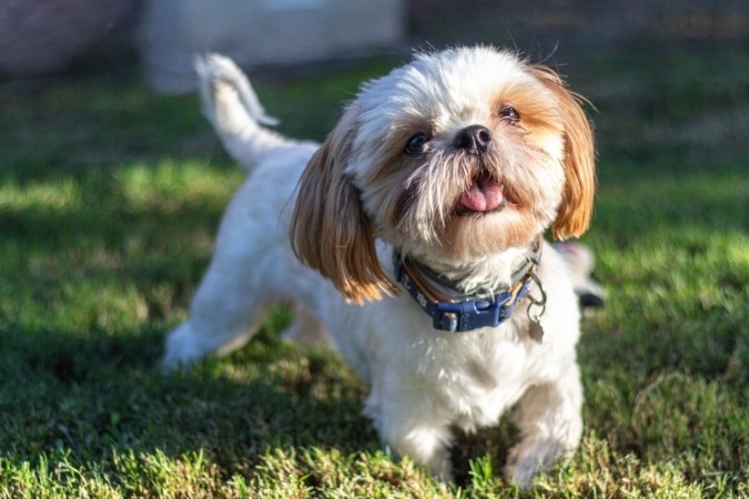 Shih tzu é uma das raças favoritas entre os brasileiros (Imagem: Brenda Areli55 | Shutterstock)  -  (crédito: EdiCase)