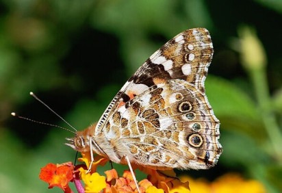 Cientistas descobriram que borboletas da espécie Vanessa Cardui são capazes de percorrer milhares de quilômetros voando, sem pousar. Por isso, conseguem atravessar oceanos.  -  (crédito: Alvesgaspar -  wikimedia comons)