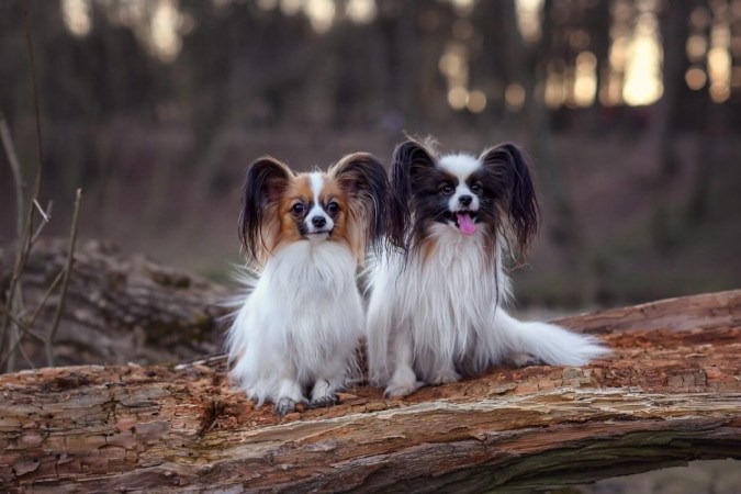 Raças de cachorros pequenos encantam por seu tamanho e fofura (Imagem: Nikaletto | Shutterstock)  -  (crédito: EdiCase)