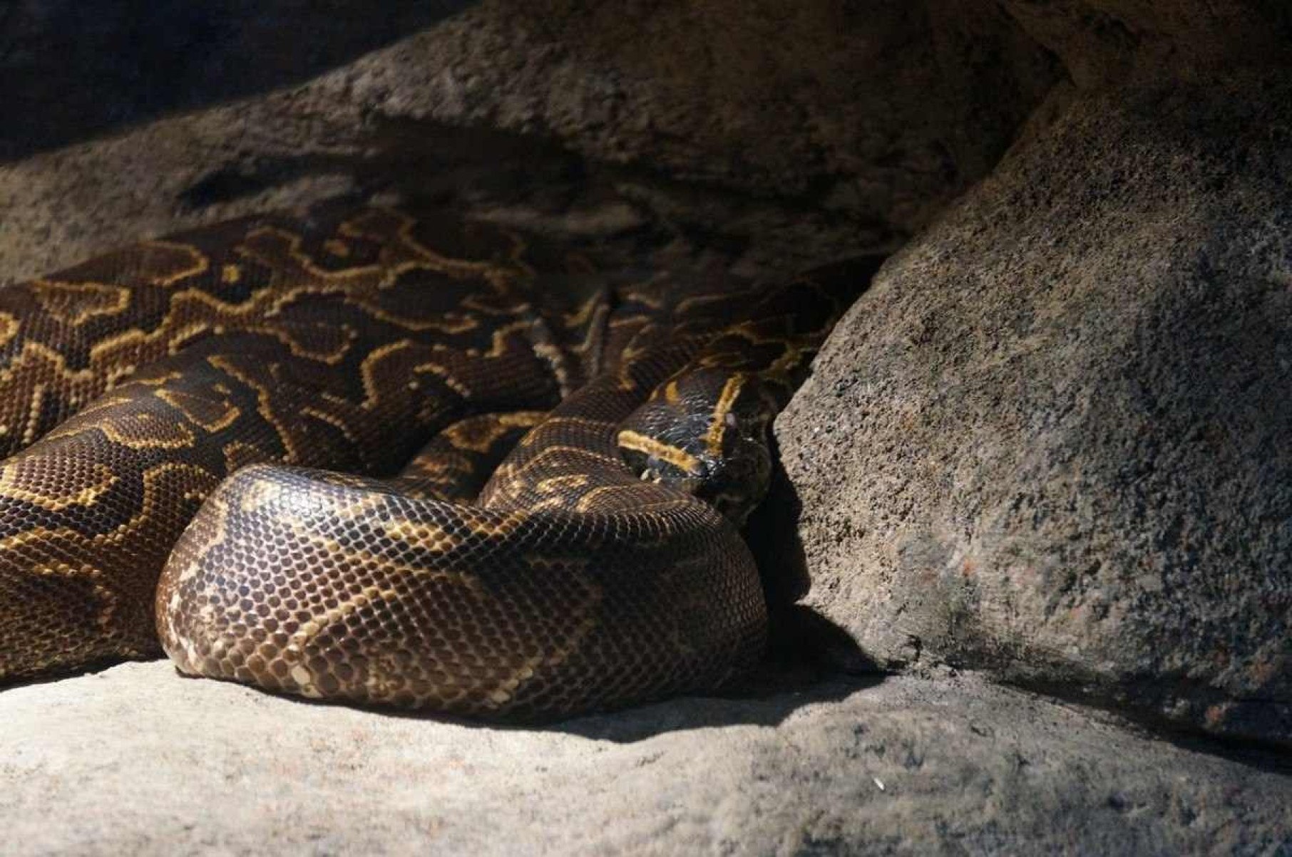 Mulher é encontrada morta dentro de cobra píton na Indonésia