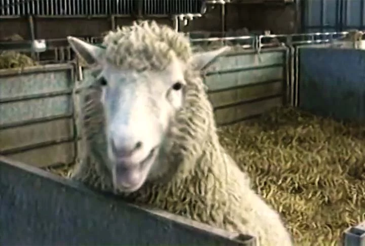 No dia 5 de julho de 1996, nasceu na Escócia a ovelha Dolly, resultado da primeira clonagem bem-sucedida de um mamífero a partir de uma célula somática adulta. 

 -  (crédito: Reprodução de vídeo TV Globo)