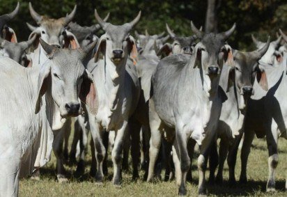 Veto da UE à carne brasileira tem pretexto sanitário, mas ocorre em meio a temor por competitividade -  (crédito:  Marcelo Ferreira/CB/D.A Press) -Veto da UE à carne brasileira tem pretexto sanitário, mas ocorre em meio a temor por competitividade -  (crédito:  Marcelo Ferreira/CB/D.A Press)