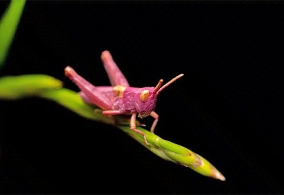 Gafanhotos rosa são insetos raros, que ganham essa cor por causa de mutação genética, e enchem os olhos de quem tem a chance de encontrá-los na natureza.  -  (crédito: Reprodução do Site Capitalist)