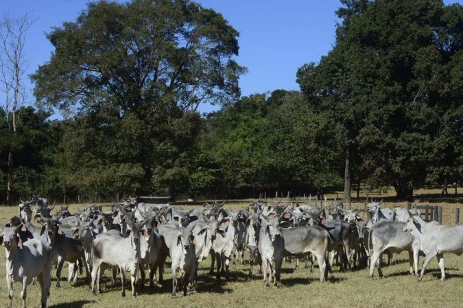 A produção da Fazenda Entre-Rios é focada no melhoramento genético do seu rebanho da raça Guzerá -  (crédito:  Marcelo Ferreira/CB/D.A Press)