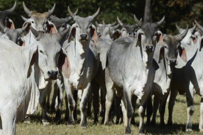 Veto da UE à carne brasileira tem pretexto sanitário, mas ocorre em meio a temor por competitividade - (crédito: Marcelo Ferreira/CB/D.A Press) Veto da UE à carne brasileira tem pretexto sanitário, mas ocorre em meio a temor por competitividade - (crédito: Marcelo Ferreira/CB/D.A Press)