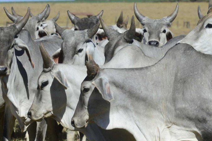 Dinamarca será o primeiro país do mundo a tributar arrotos e flatulências (puns) do gado -  (crédito:  Marcelo Ferreira/CB/D.A Press)