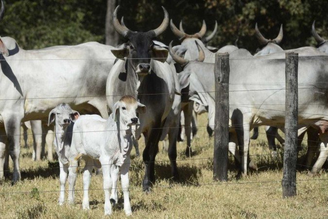 Liberação para produção de gado sem vacina contra a febre aftosa promete alavancar a produção pecuária local