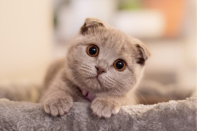 A raça scottish fold é inteligente e adora brincadeiras interativas (Imagem: Ance Kazaka |  Shutterstock)  -  (crédito: EdiCase)