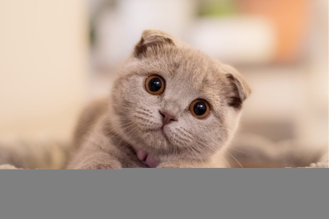 A raça scottish fold é inteligente e adora brincadeiras interativas (Imagem: Ance Kazaka |  Shutterstock)  -  (crédito: EdiCase)