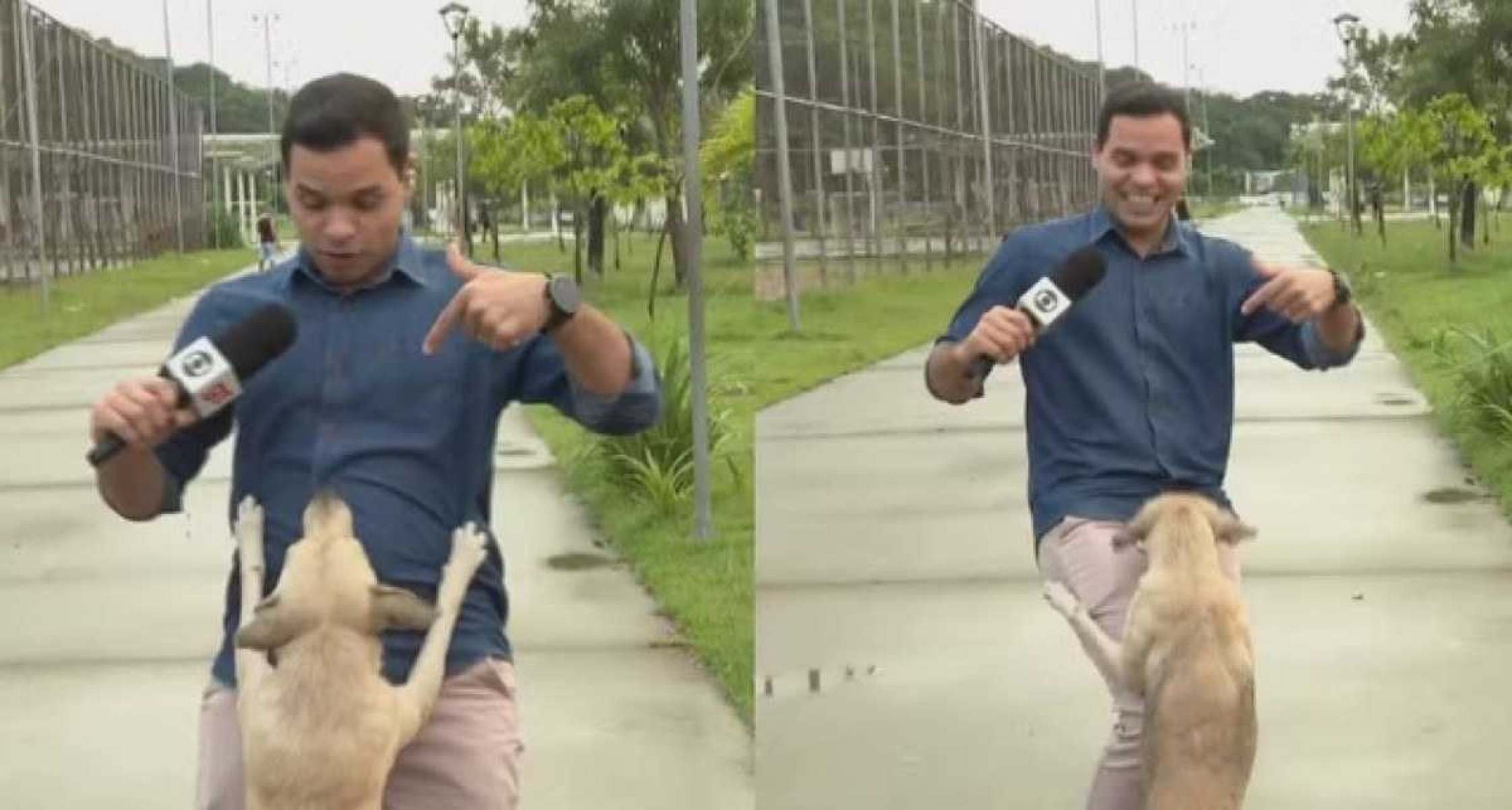 Vídeo: vira-lata caramelo rouba a cena ao 'invadir' reportagem ao vivo; assista