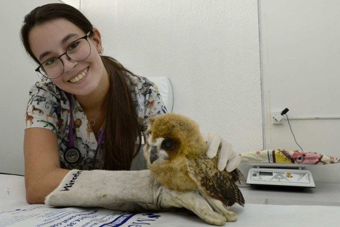 Uma coruja-orelhuda recebe a atenção da doutora Giovanna