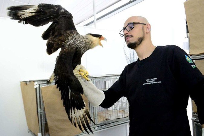 As aves lideram a lista de pacientes atendidos na instituição, desde que abriu suas portas há cinco meses, em Taguatinga