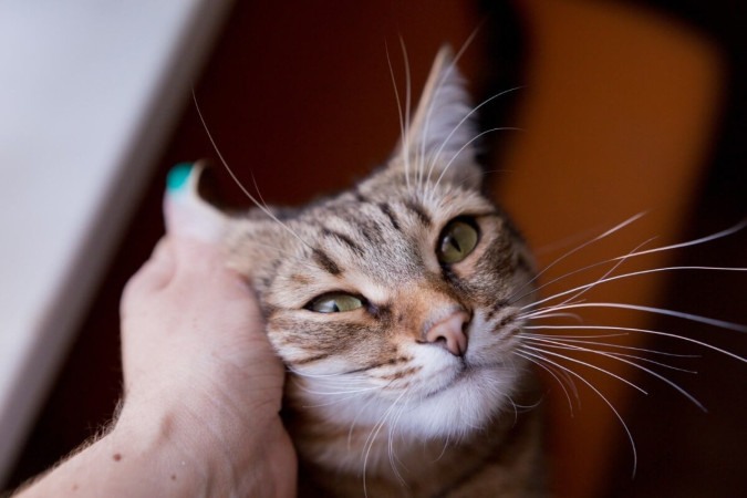 Gato de pelo curto brasileiro é considerado a única raça nacional existente (Imagem: Svetlana Satsiuk | Shutterstock)  -  (crédito: EdiCase)