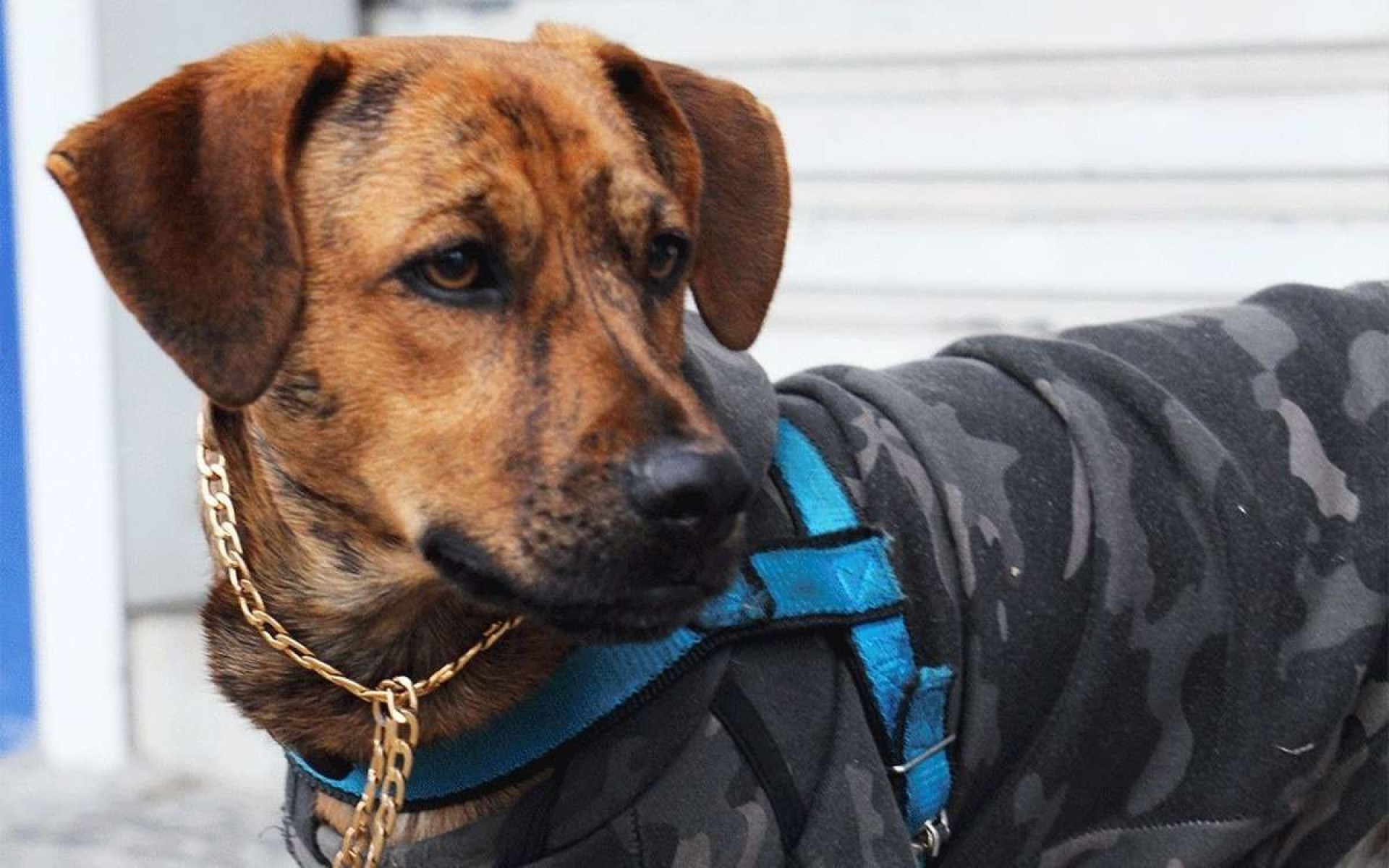 Justiça reconhece família multiespécie e devolve cão a tutor em situação de rua