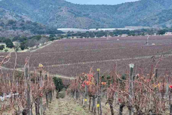 As vinheiras do Matetic são 
cultivadas no manejo orgânico 
