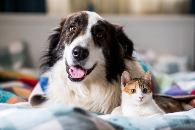 Cachorros e gatos podem sofrer acidentes, e o conhecimento em primeiros socorros dos tutores pode salvar vidas até a chegada de ajuda profissional (Imagem: Melinda Nagy | Shutterstock) -  (crédito: EdiCase)