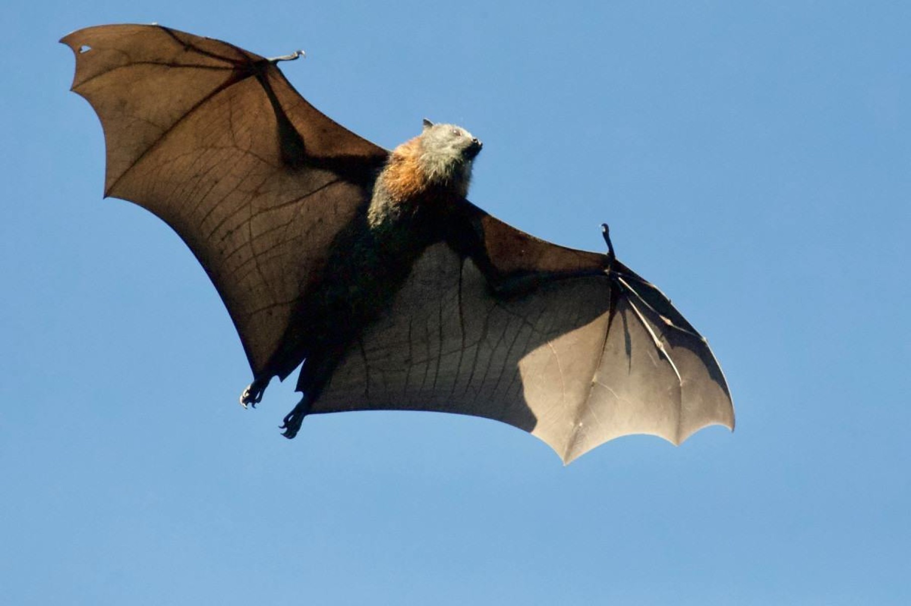 Coração de morcegos bate 900 vezes por minuto durante voo; escute