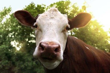 Nos EUA, quatro pessoas em contato com vacas-leiteiras foram infectadas, sendo que o vírus se concentra na glândula mamária, segundo o estudo -  (crédito: Niaid/Divulgação )