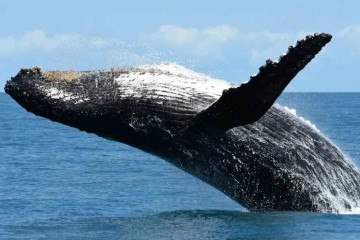 As baleias-jubarte podem chegar a 16 metros de comprimento e mais de 30 toneladas -  (crédito: Instituto Baleia Jubarte/Reprodução)