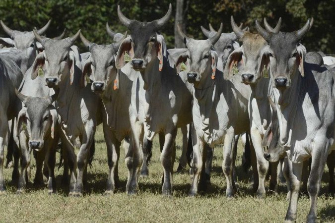 A Receita Federal estima que foram sonegados R$ 300 milhões em tributos federais -  (crédito:  Marcelo Ferreira/CB/D.A Press)