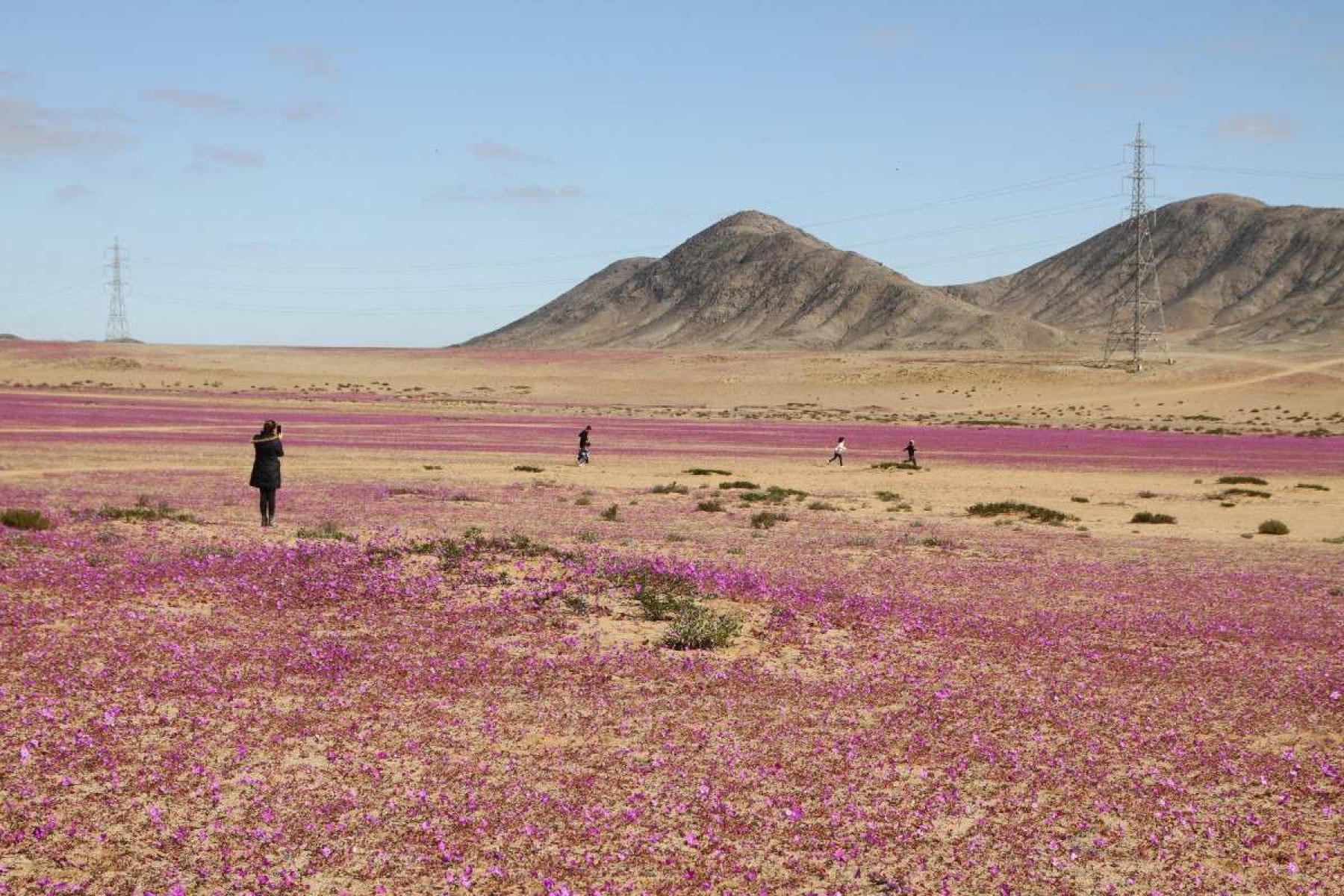 As chuvas incomuns que fizeram o deserto do Atacama florescer