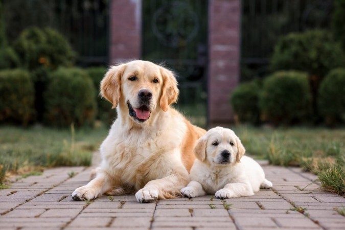 Os filhotes de cachorro são encantadores e têm o dom de cativar as pessoas (Imagem: Nikaletto | Shutterstock)  -  (crédito: EdiCase)