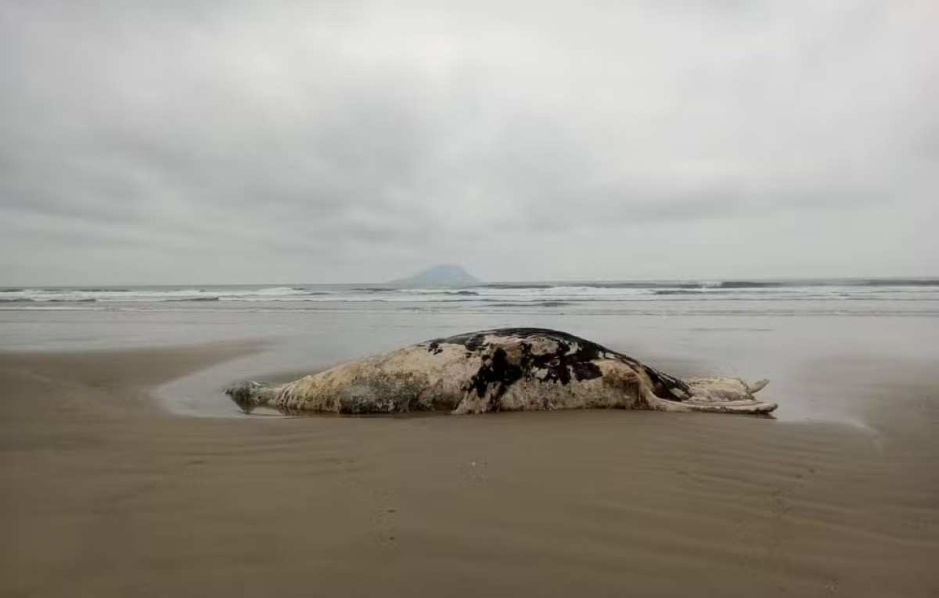 Três baleias são encontradas mortas em uma semana no litoral Norte de SP