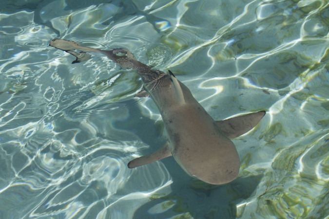 Atol de Aldabra: guardião dos tubarões e raias no arquipélago de Seychelles -  (crédito: Uai Turismo)