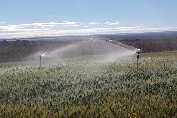  A irrigação impulsiona a produtividade do trigo do Cerrado, que chega a 4,5 quilos por hectare, enquanto no Sul é de 2,7 quilos -  (crédito: Cícero Silva/Divulgação)