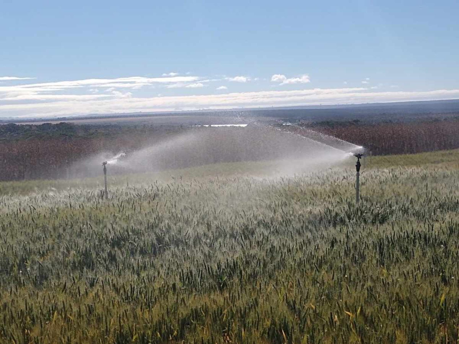 Cerrado supera Sul em produtividade do trigo graças ao manejo hídrico
