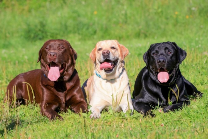 O labrador retriever é uma das raças de cachorro mais populares do mundo (Imagem: Rosa Jay | Shutterstock) -  (crédito: EdiCase)