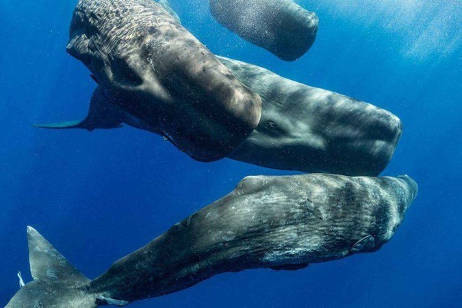 Em 2023, filmagens com drones registraram as imagens e sons do nascimento de uma baleia cachalote. Agora, os pesquisadores estão analisando a vocalização dos animais durante o evento -  (crédito: Projeto CETI)