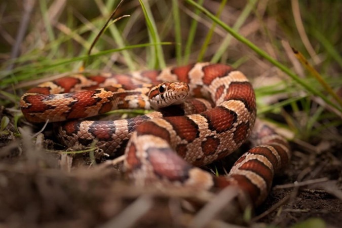 As cobras são fascinantes e podem ser uma opção de animal de estimação (Imagem: Radiant Reptilia | Shutterstock)  -  (crédito: EdiCase)