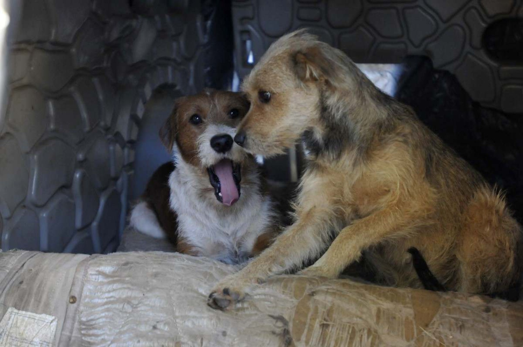 Melhor amigo do homem: pessoas em situação de rua adotam cães como família