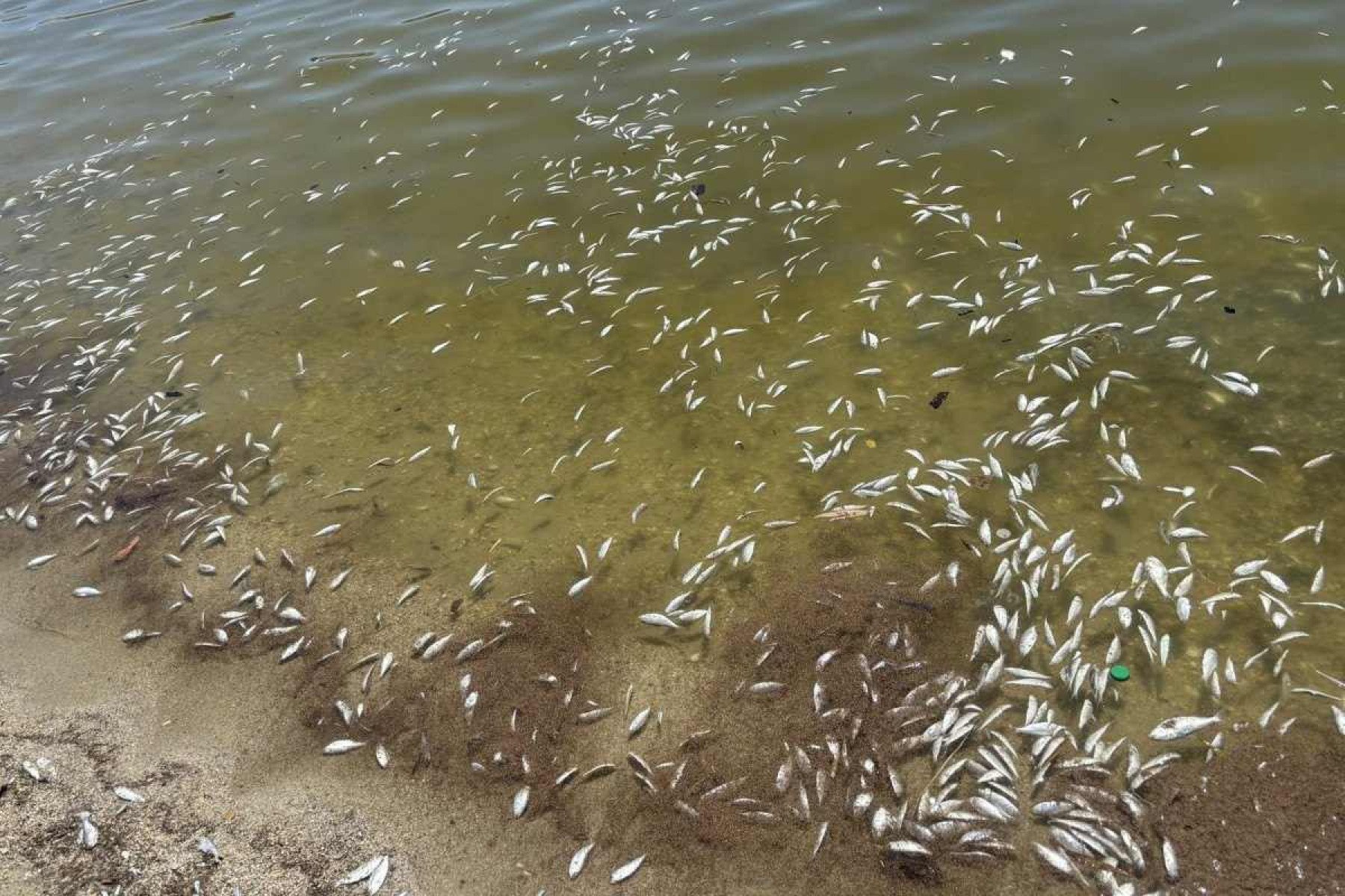 Morte em massa de peixes causa fechamento de lago nos EUA; entenda