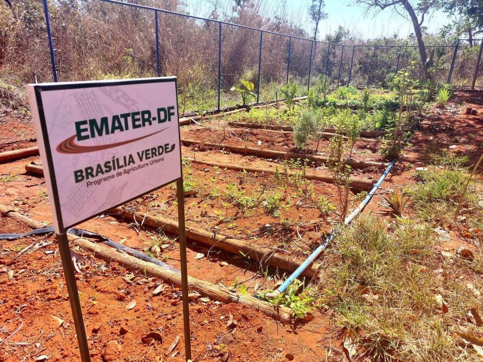 Parceira com a Emater-DF permitiu plantação de horta