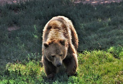 Um caso curioso ocorreu em abril de 2023 na Itália. Uma ursa parda apelidada de Gaia foi a 'julgamento' por atacar e matar uma mulher de 26 anos.  O FLIPAR mostrou e republica para quem não viu.  -  (crédito: Sheila Brown / Domínio Público)