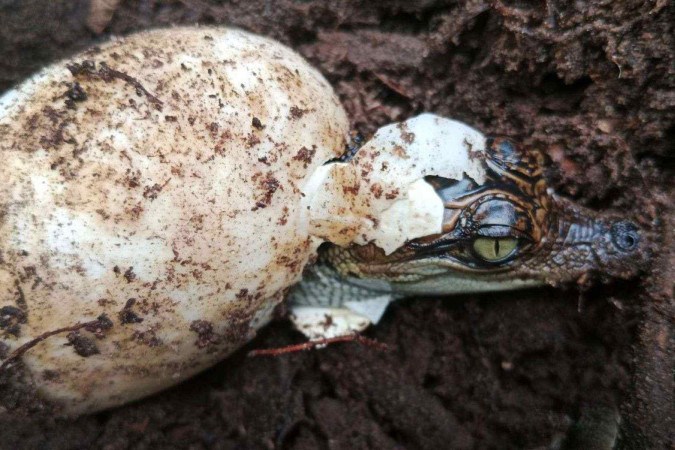 Moradores descobriram cinco ninhos de crocodilos em maio -  (crédito: Hor Leng/Fauna & Flora)