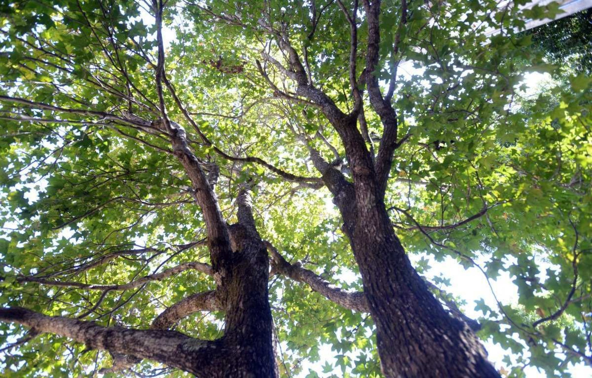 Sabia que uma árvore do Bosque do Ibama veio do espaço? Conheça a história