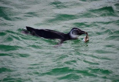 Em junho de 2023, a visita inusitada de um pinguim na Praia do Arpoador, no Rio de Janeiro, chamou a atenção de quem passava pelo local. -  (crédito: Reprodução/Instagram Instituto Mar Urbano)