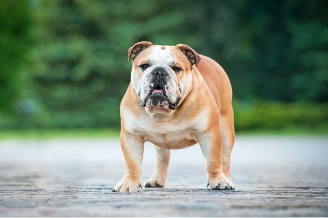 O buldogue inglês passou por transformações para se tornar um companheiro afetuoso e leal (Imagem: Rita_Kochmarjova | Shutterstock) -  (crédito: EdiCase)