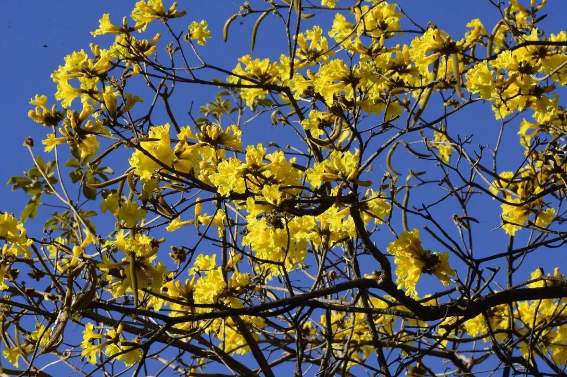 Começa a floração dos ipês amarelos, um dos símbolos de Brasília