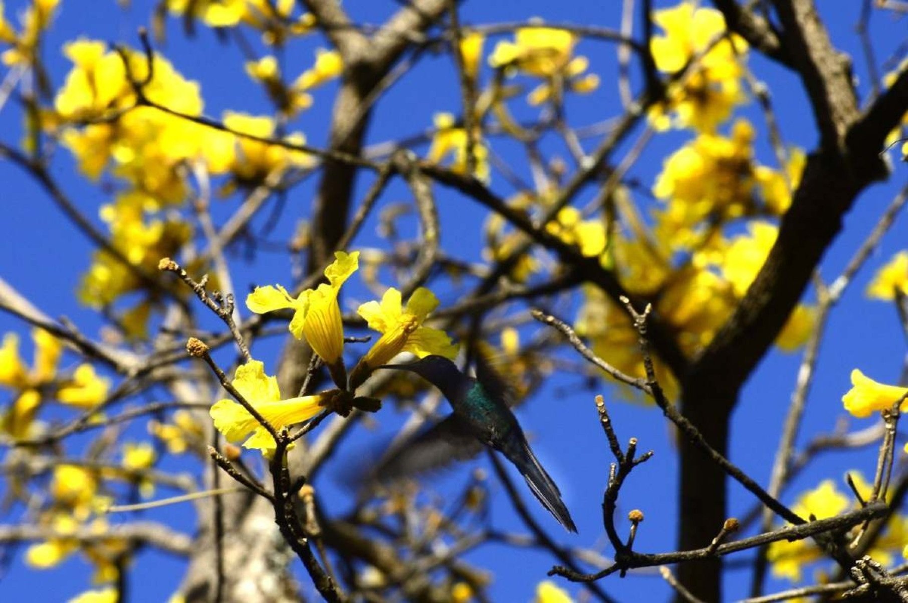  23/07/2024 Crédito: Marcelo Ferreira/CB/D.A Press. Brasil. Brasília - DF - O Começa a floração do ipê amarelo. 302 Sul.
