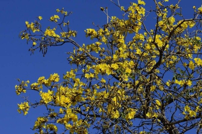  23/07/2024 Crédito: Marcelo Ferreira/CB/D.A Press. Brasil. Brasília - DF - O Começa a floração do ipê amarelo. 702 Sul.