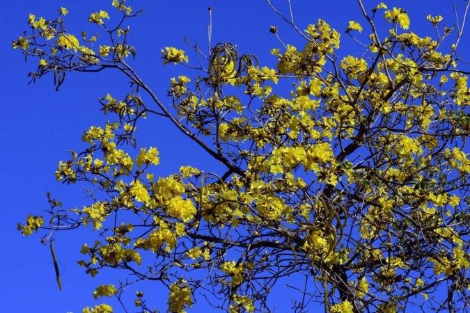  23/07/2024 Crédito: Marcelo Ferreira/CB/D.A Press. Brasil. Brasília - DF - O Começa a floração do ipê amarelo. 302 Sul.
