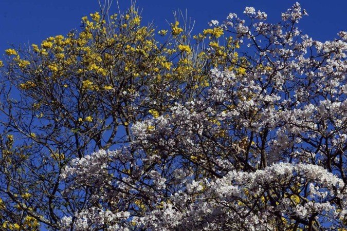  23/07/2024 Crédito: Marcelo Ferreira/CB/D.A Press. Brasil. Brasília - DF - O Começa a floração do ipê amarelo. 302 Sul.