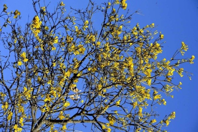  23/07/2024 Crédito: Marcelo Ferreira/CB/D.A Press. Brasil. Brasília - DF - O Começa a floração do ipê amarelo. 302 Sul.