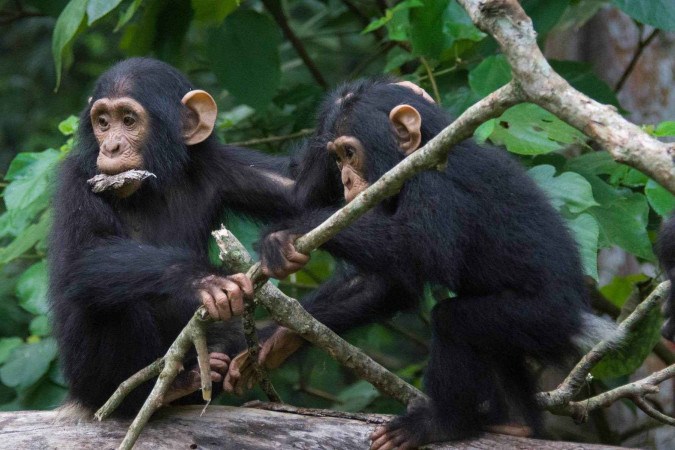 A incrível semelhança entre 'bate-papo' de chimpanzés e humanos -  (crédito: Cat Hobaiter)