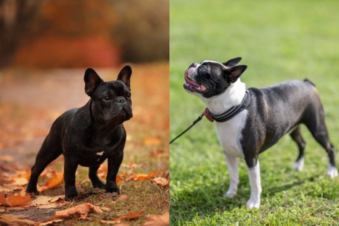 Buldogue francês e boston terrier são frequentemente confundidos devido à sua aparência (Imagem: Dragomira19
e Maria de la Pena
| Shutterstock)  -  (crédito: EdiCase)